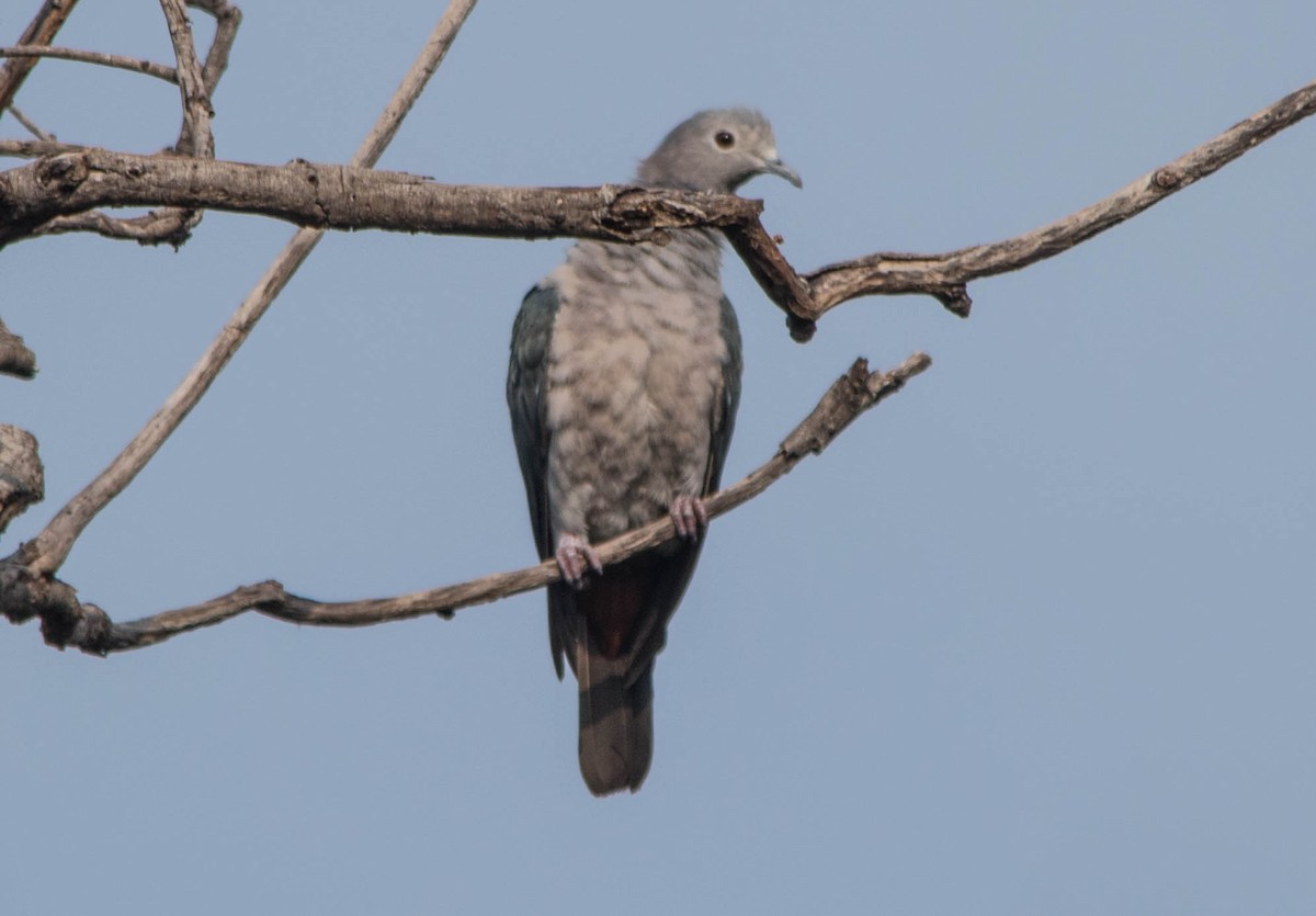Green Imperial-Pigeon - ML123170301