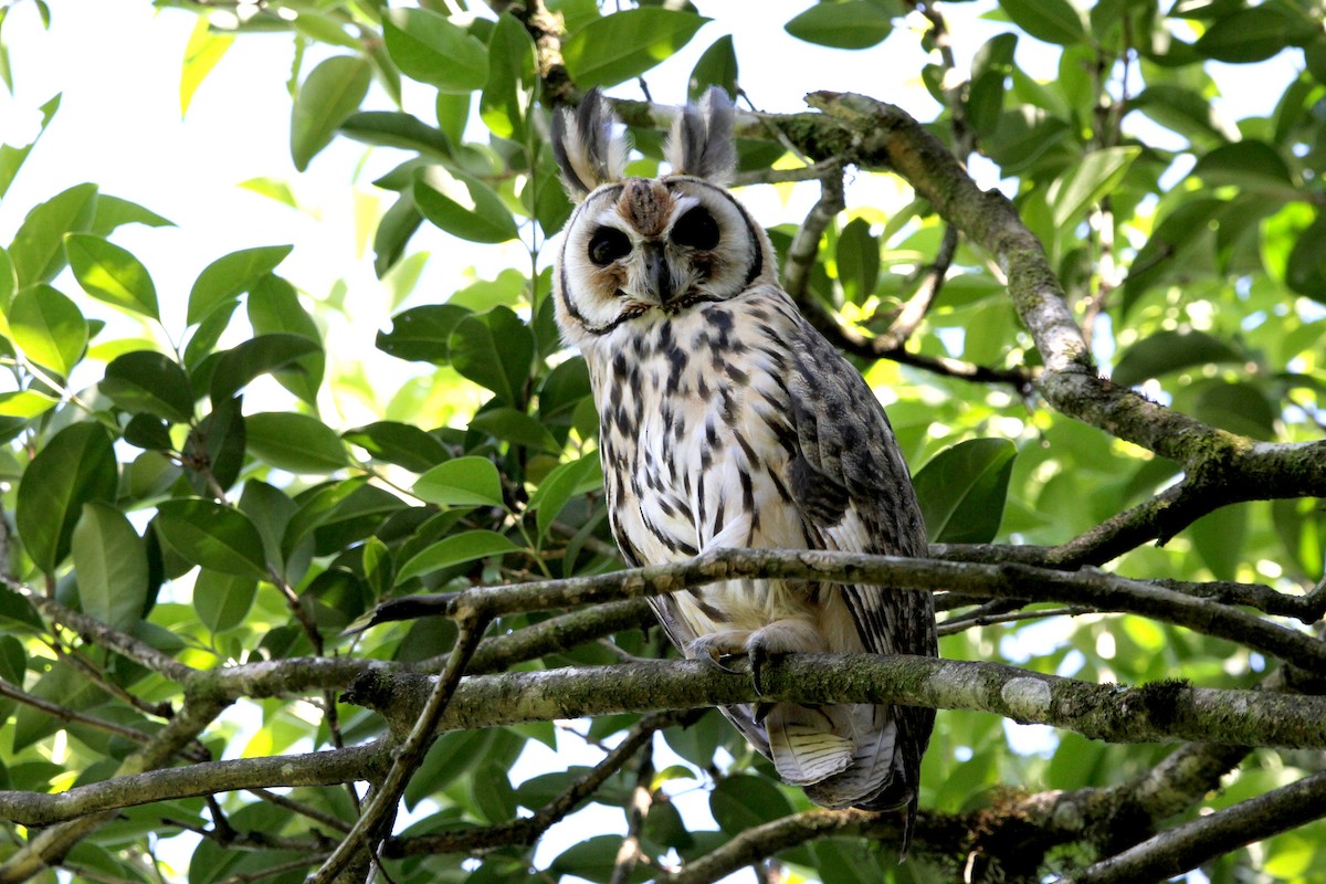 Striped Owl - Pedro Ayres