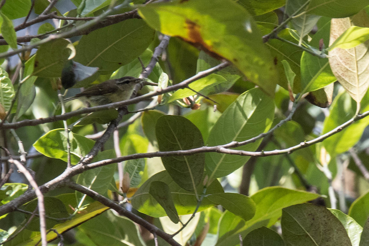 Timor Leaf Warbler - Robert Tizard