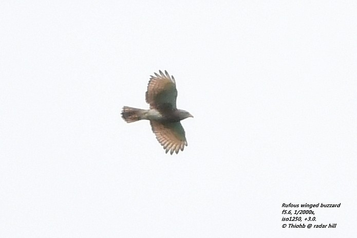 Rufous-winged Buzzard - Anonymous