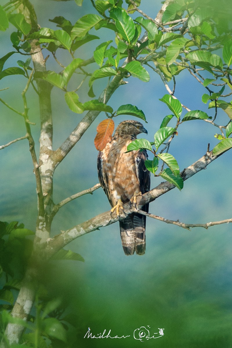 Oriental Honey-buzzard - Madhav  Pai