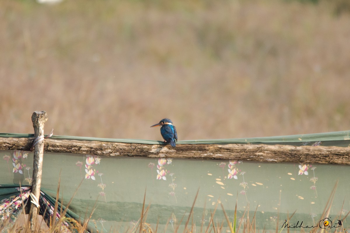 Common Kingfisher - Madhav  Pai