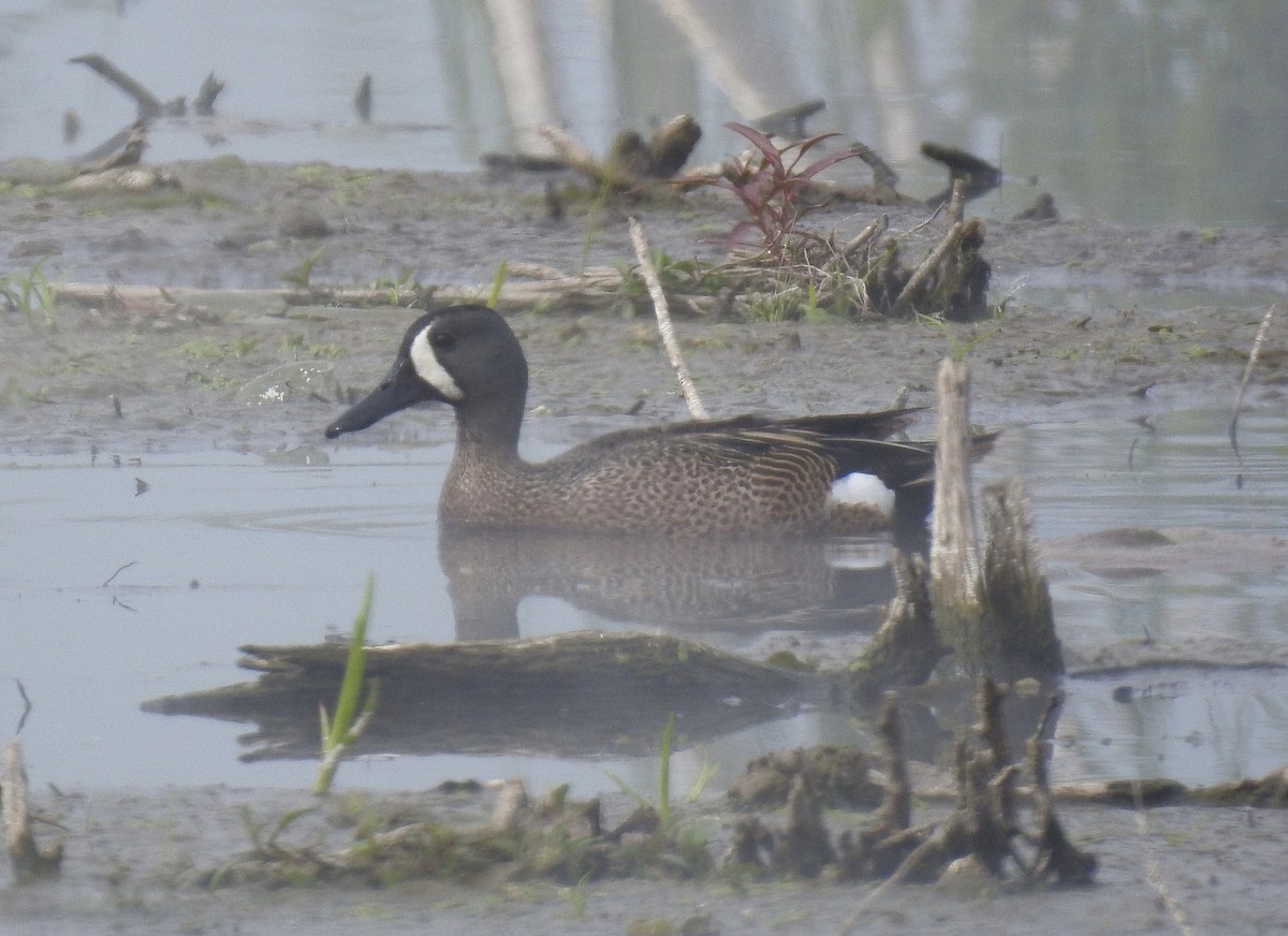 Blue-winged Teal - ML123177451