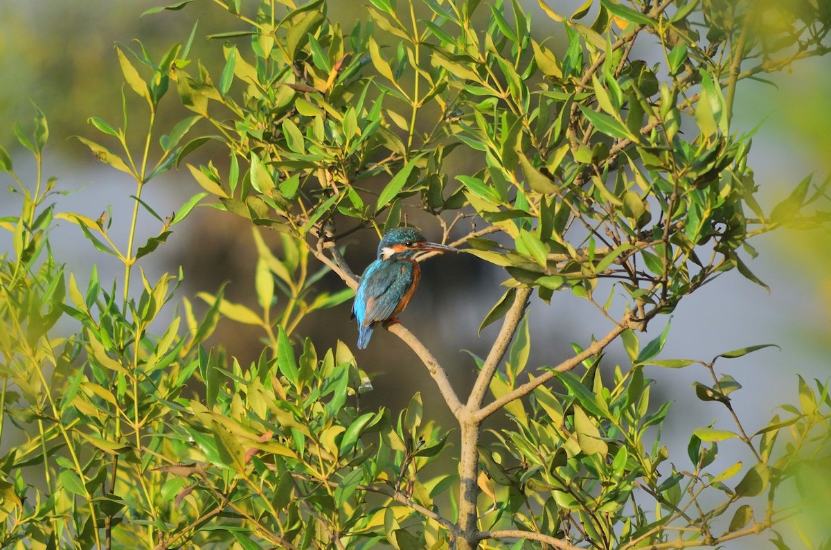 Common Kingfisher - Parikshit  Bhat