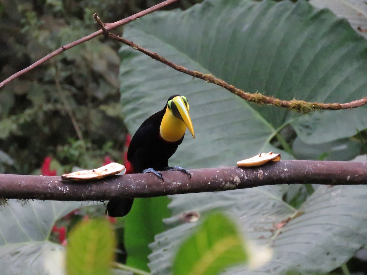 Yellow-throated Toucan (Chestnut-mandibled) - Becky Laboy