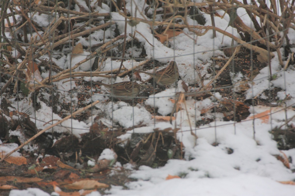 White-throated Sparrow - ML123185021