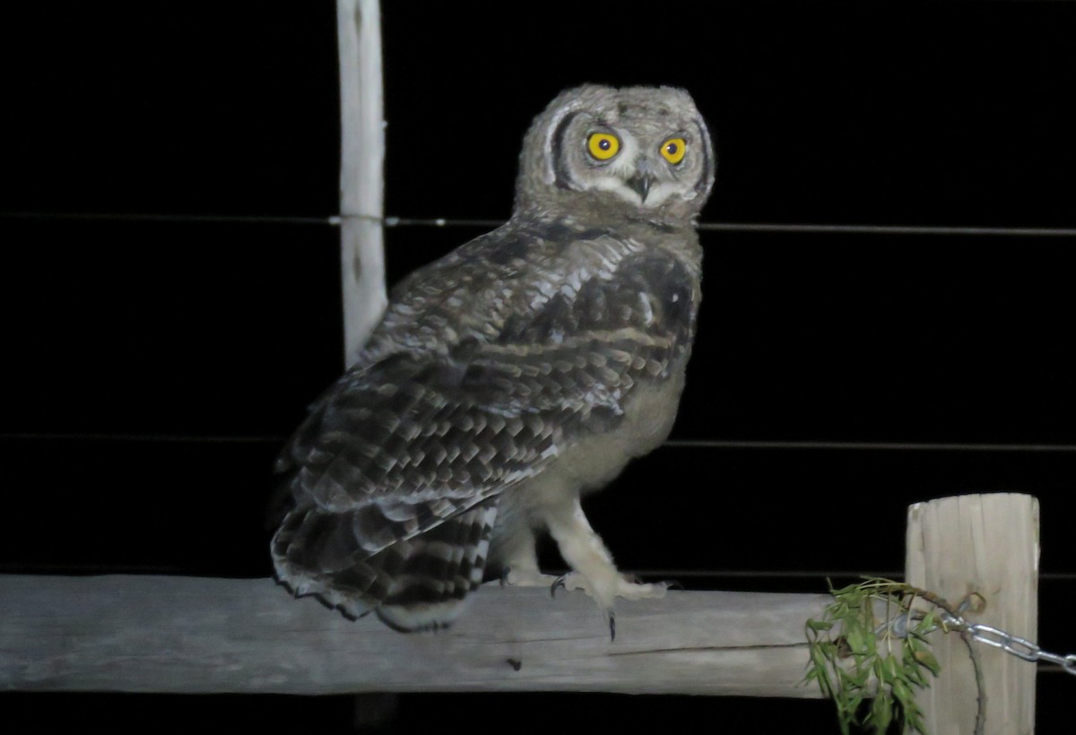 Spotted Eagle-Owl - ML123185521
