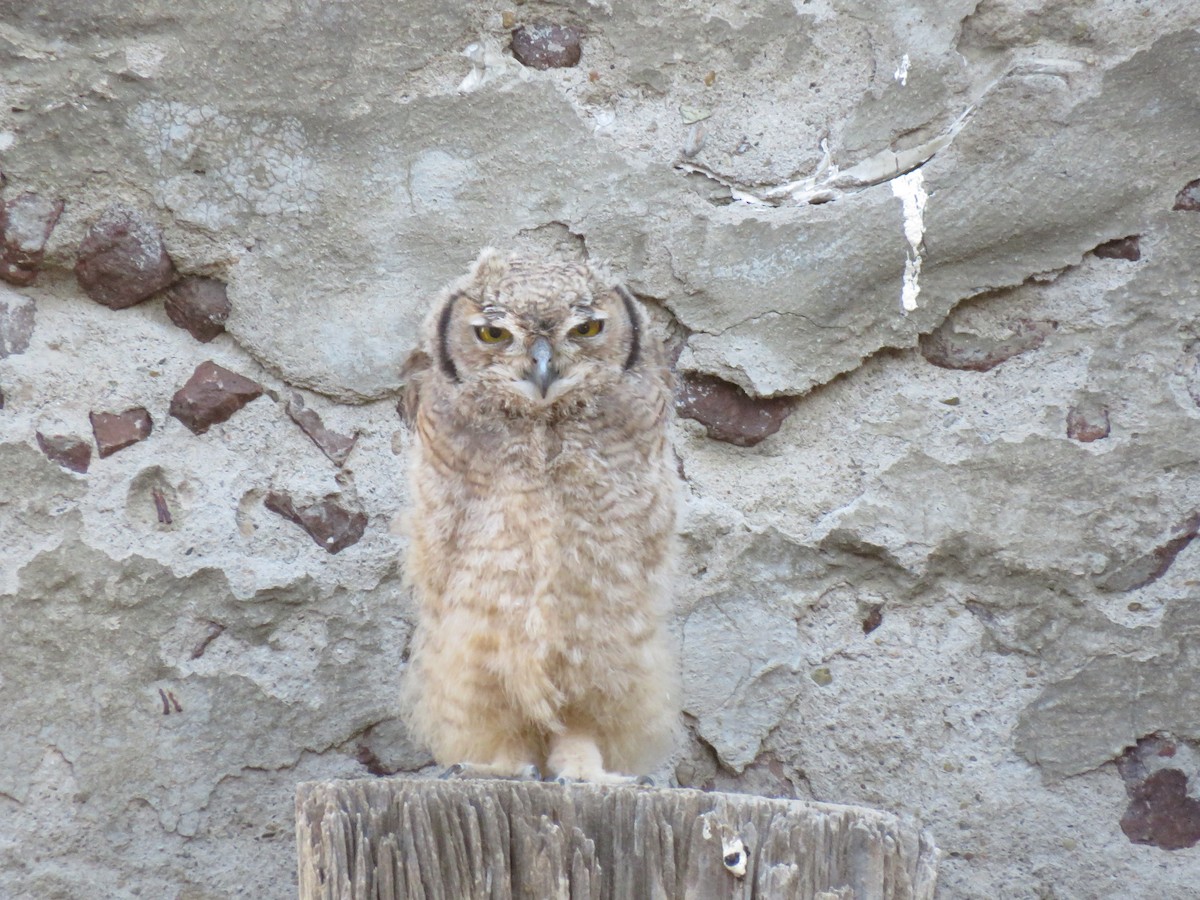Spotted Eagle-Owl - ML123185581