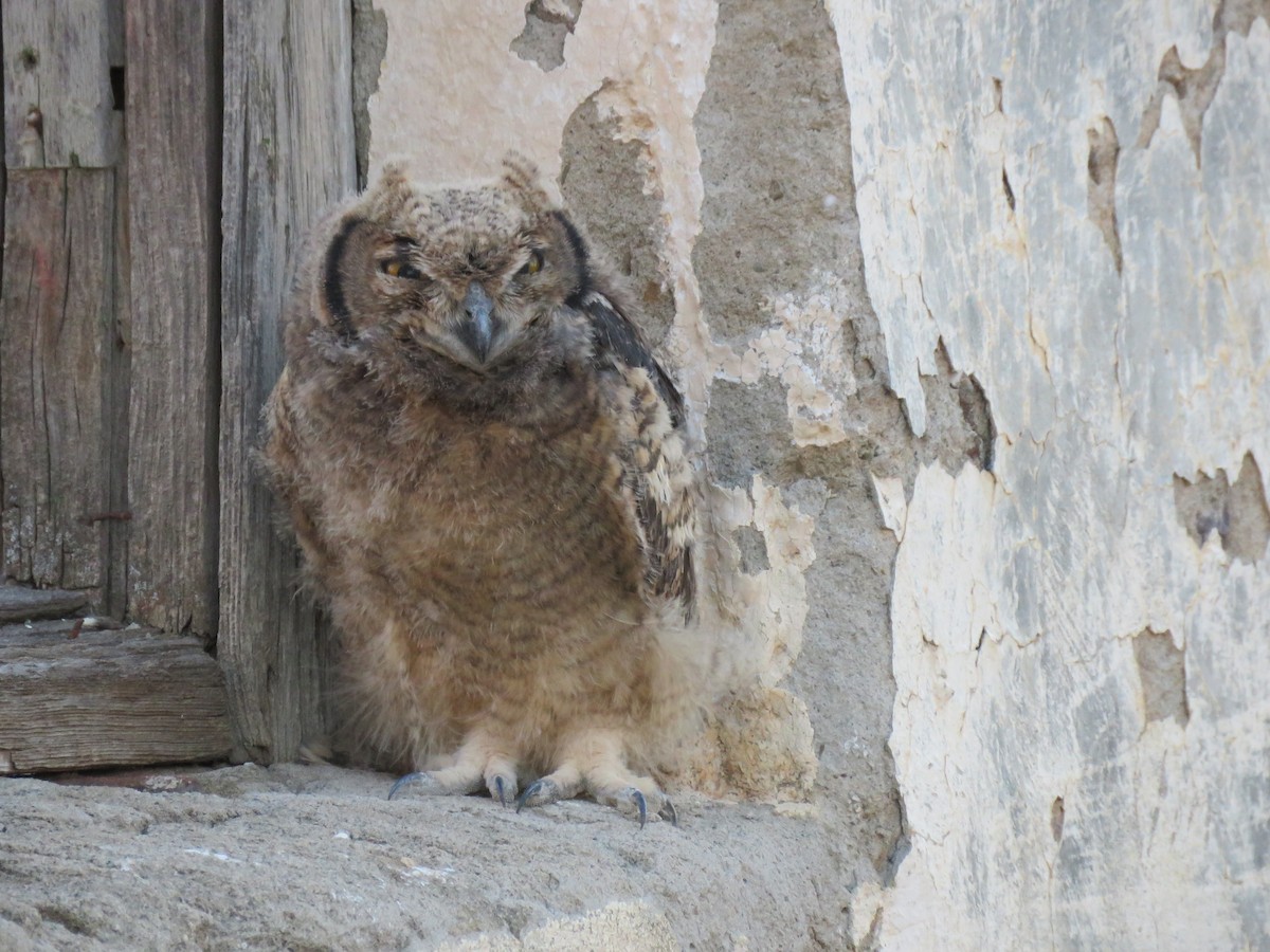 Spotted Eagle-Owl - ML123185601