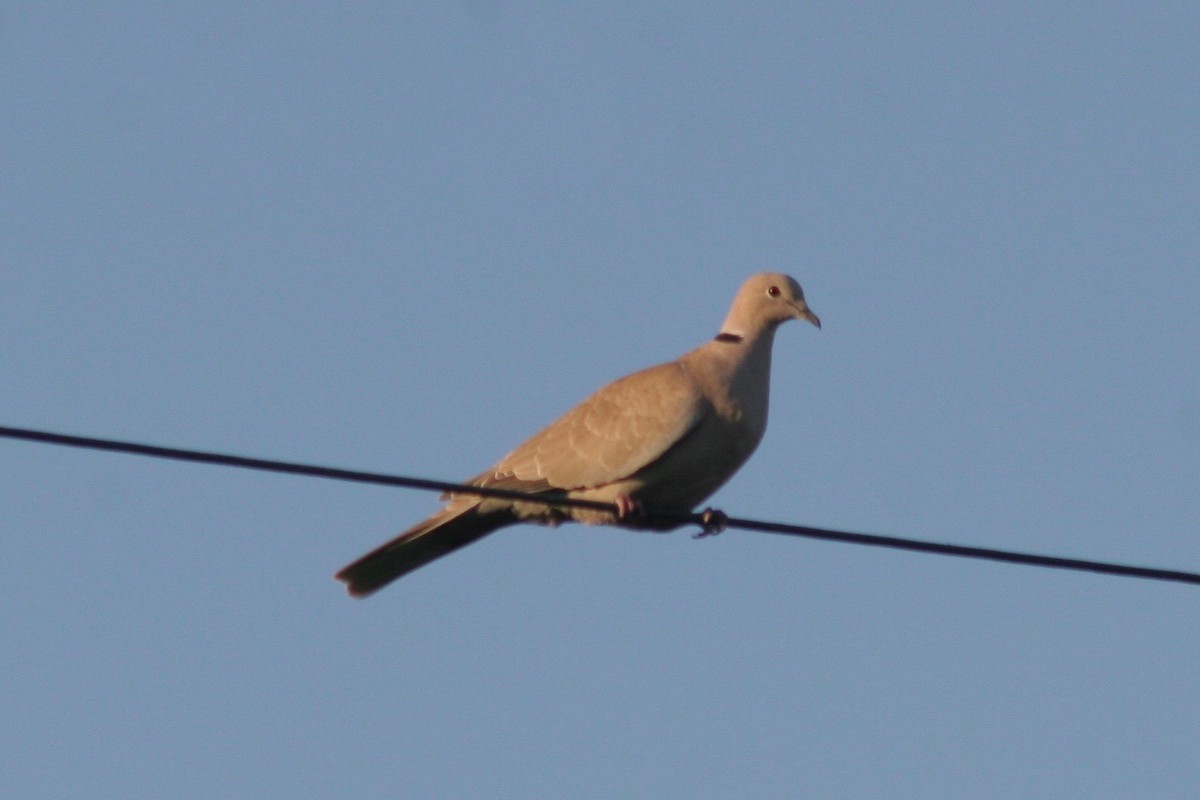 Eurasian Collared-Dove - Robert Gowan