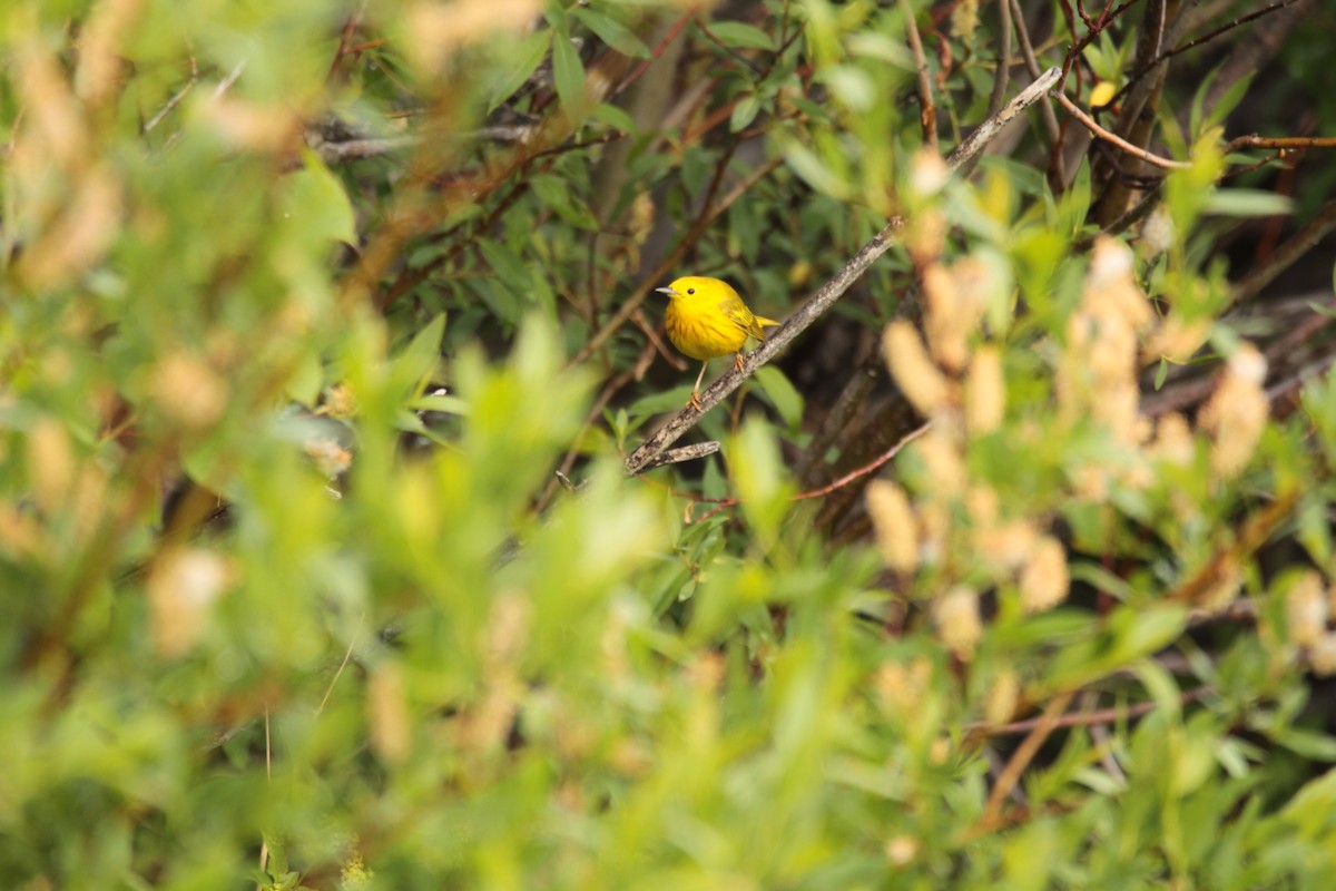 Yellow Warbler - Jeanine Tumbleson