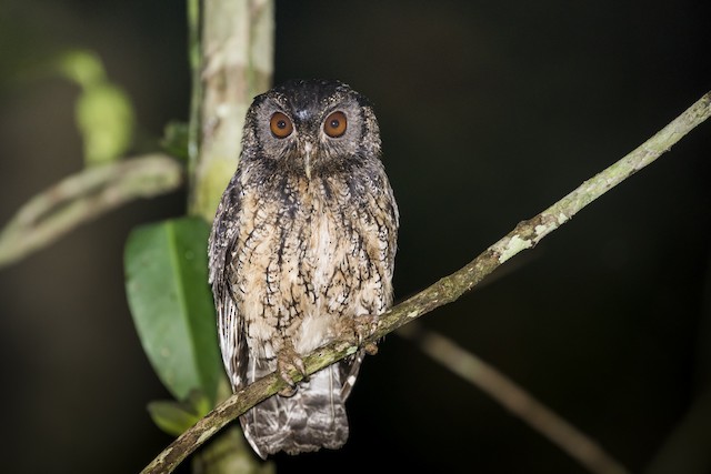 Tawny-bellied Screech-Owl