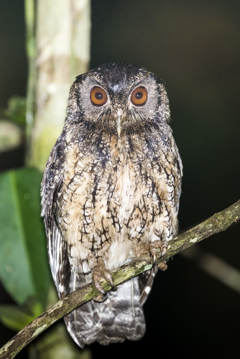 Tawny-bellied Screech-Owl - ML123186391