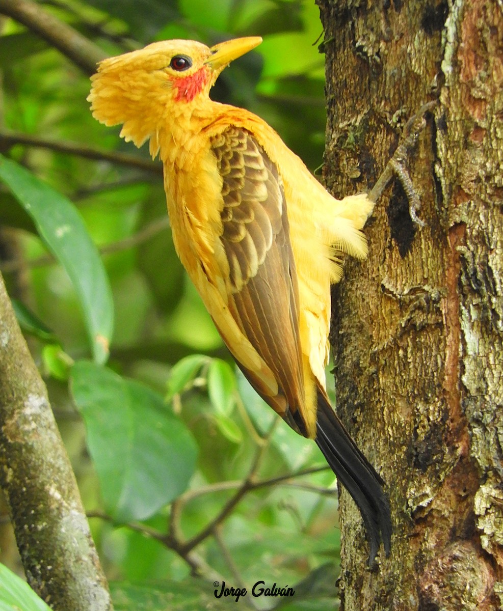Cream-colored Woodpecker - Jorge Galván
