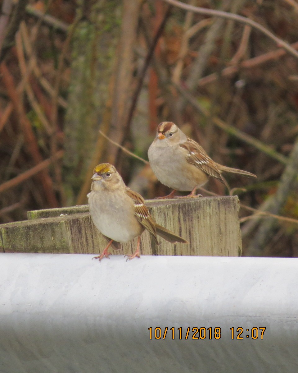 Golden-crowned Sparrow - Gary Bletsch