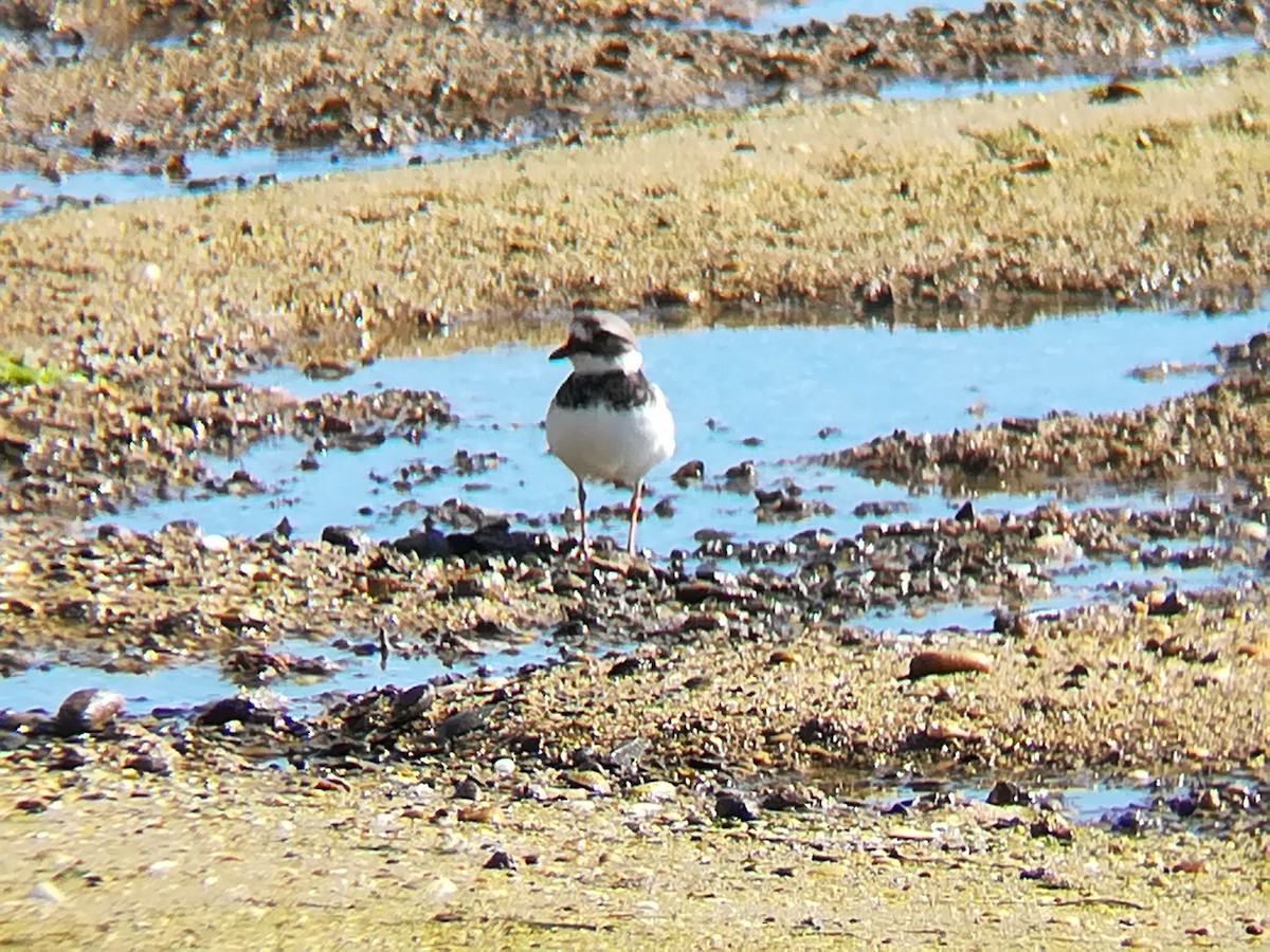 Common Ringed Plover - ML123191761