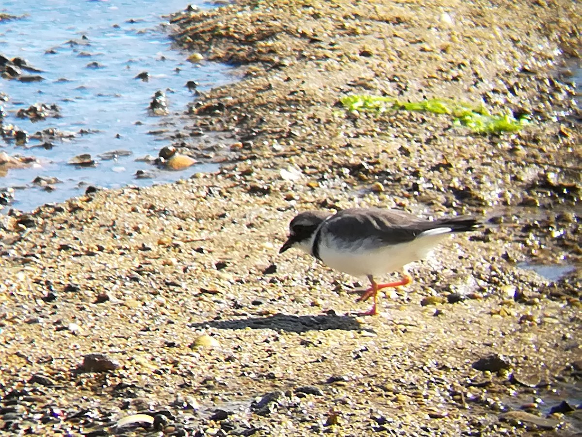 Common Ringed Plover - ML123191801