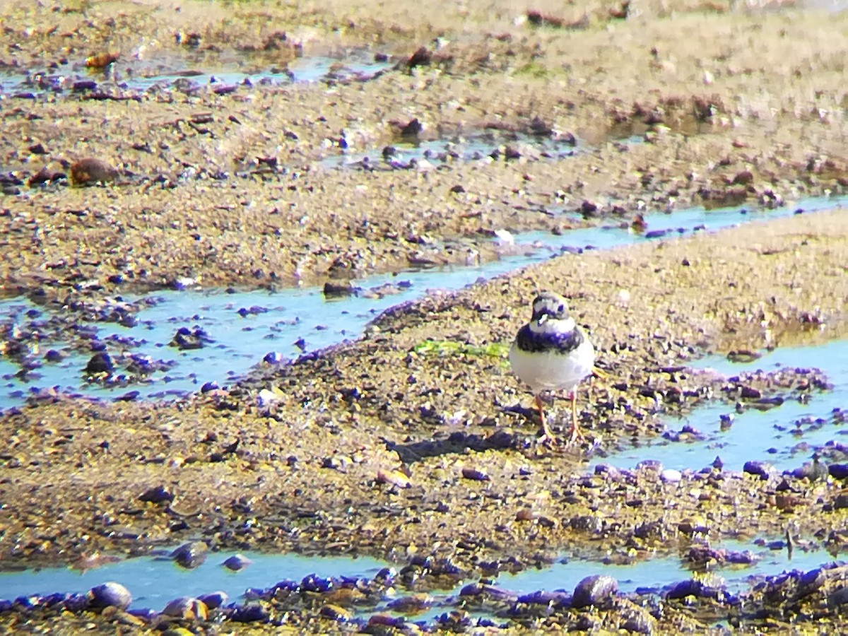 Common Ringed Plover - ML123191811