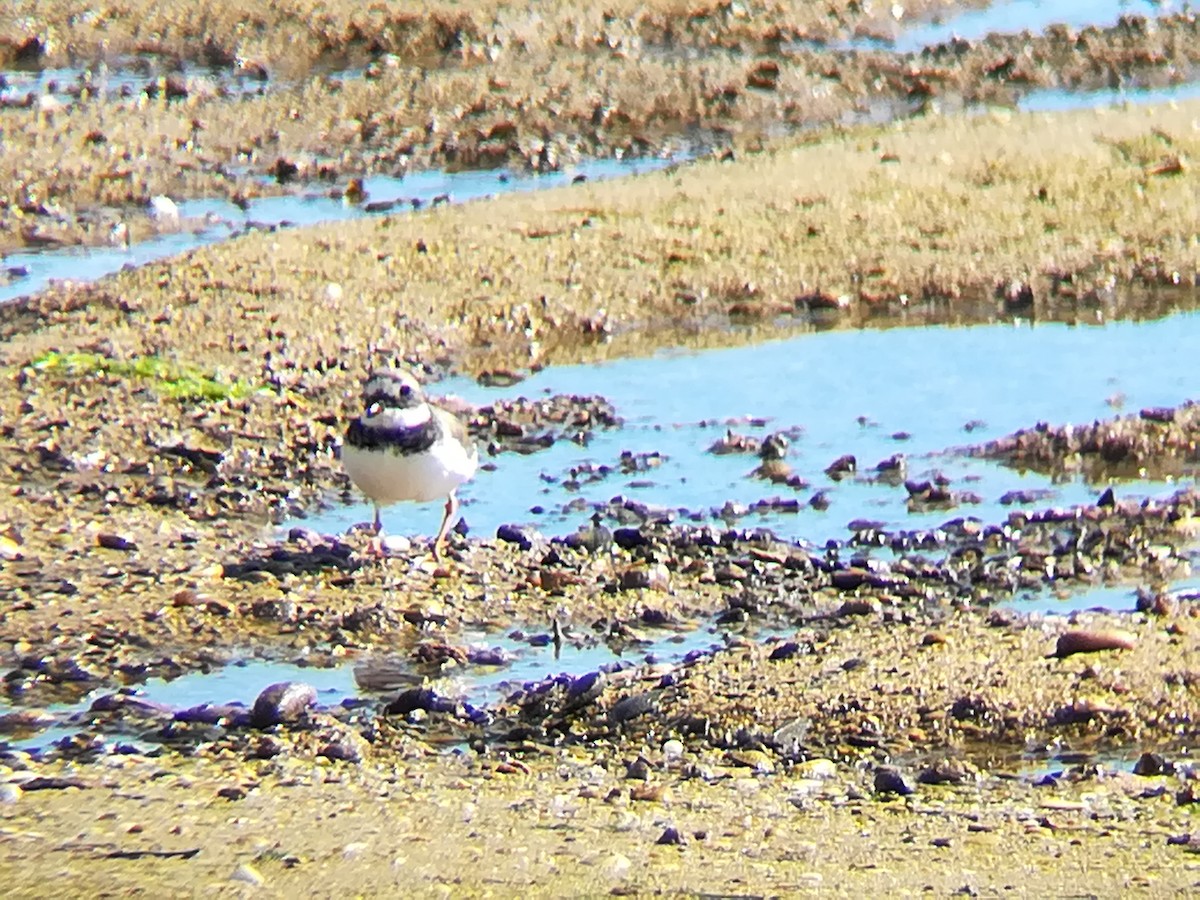 Common Ringed Plover - ML123191871