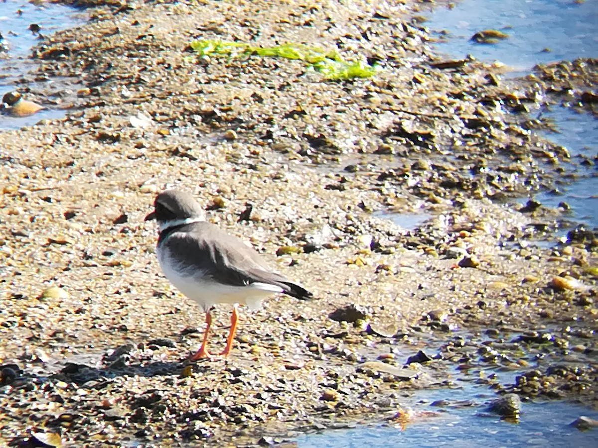 Common Ringed Plover - ML123191901