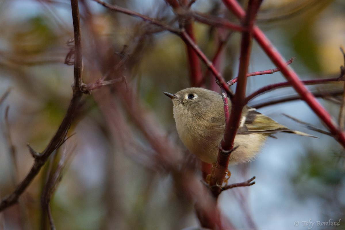 Ruby-crowned Kinglet - Toby Rowland