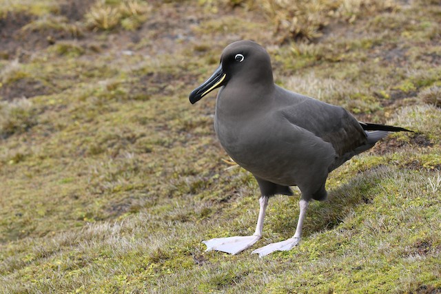 sooty albatross