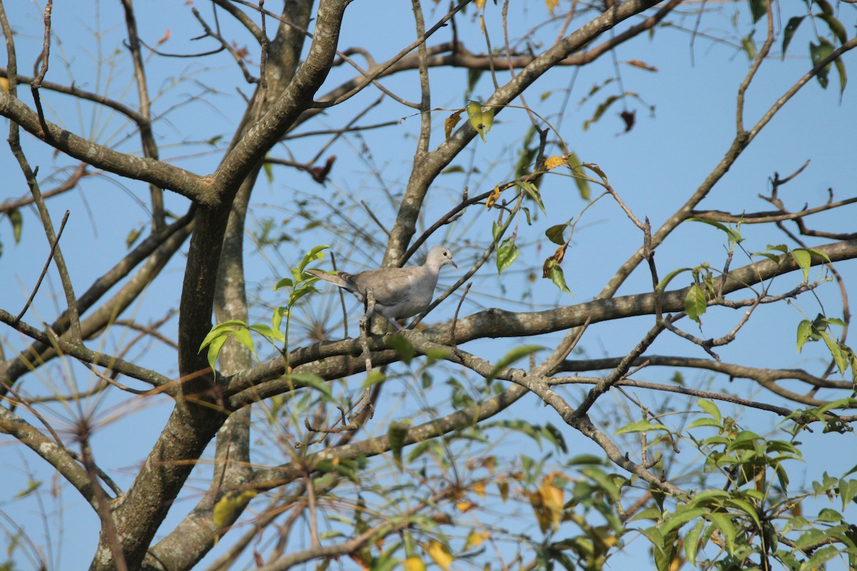 Eurasian Collared-Dove - Praveen  Kumar