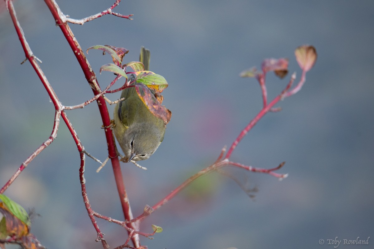 Orange-crowned Warbler - Toby Rowland