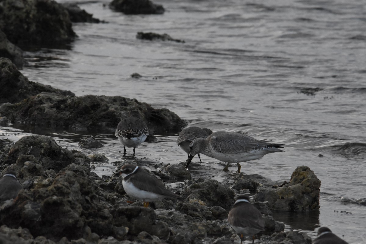 Red Knot - ML123195881