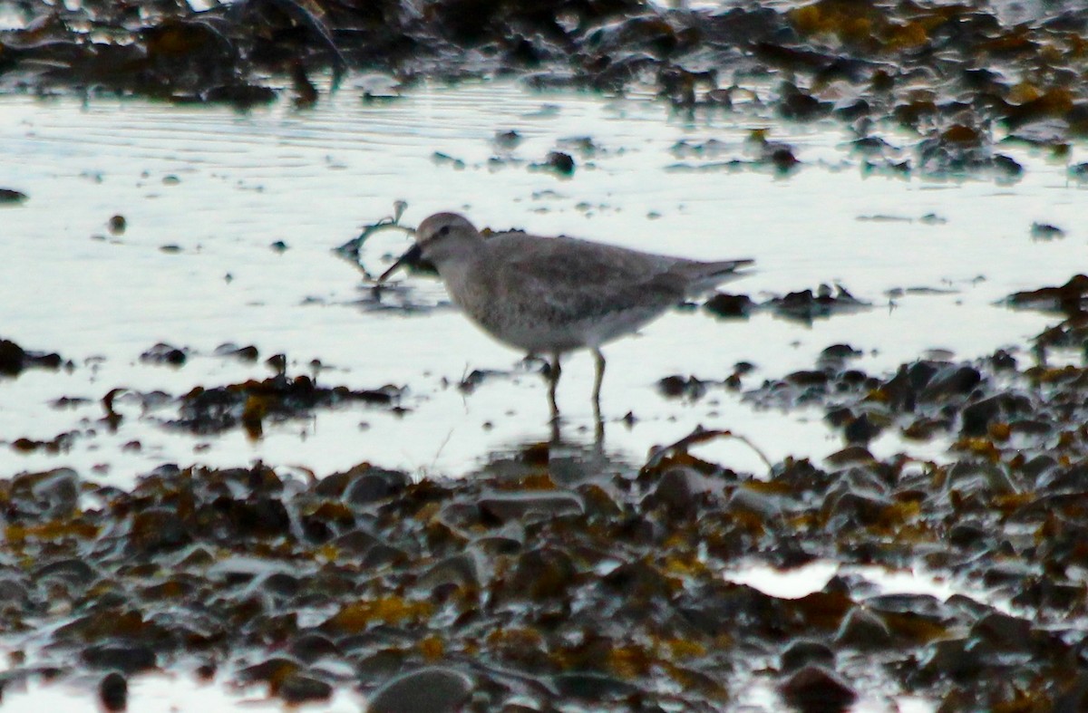 Red Knot - ML123196601