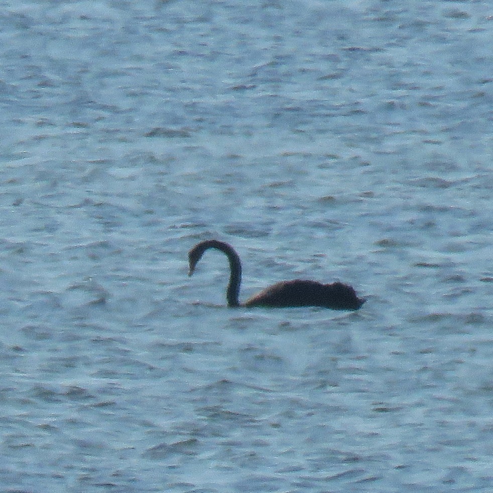 Black Swan - Aarre Ertolahti