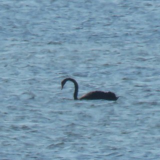 Black Swan, ML123196831