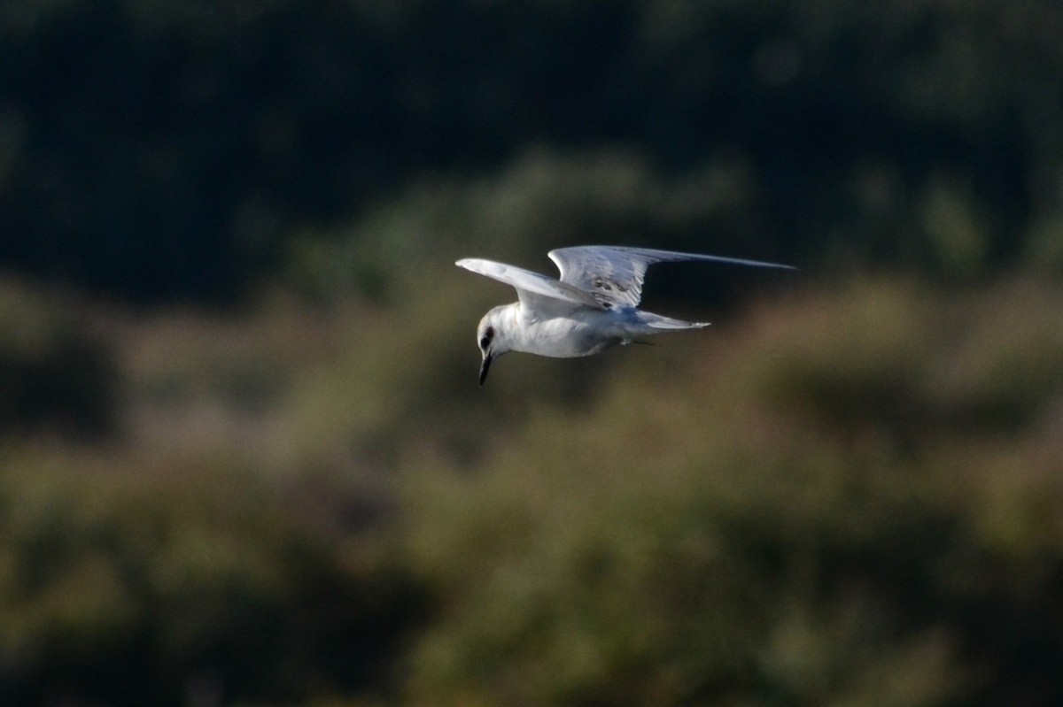 Whiskered Tern - Paulo  Roncon