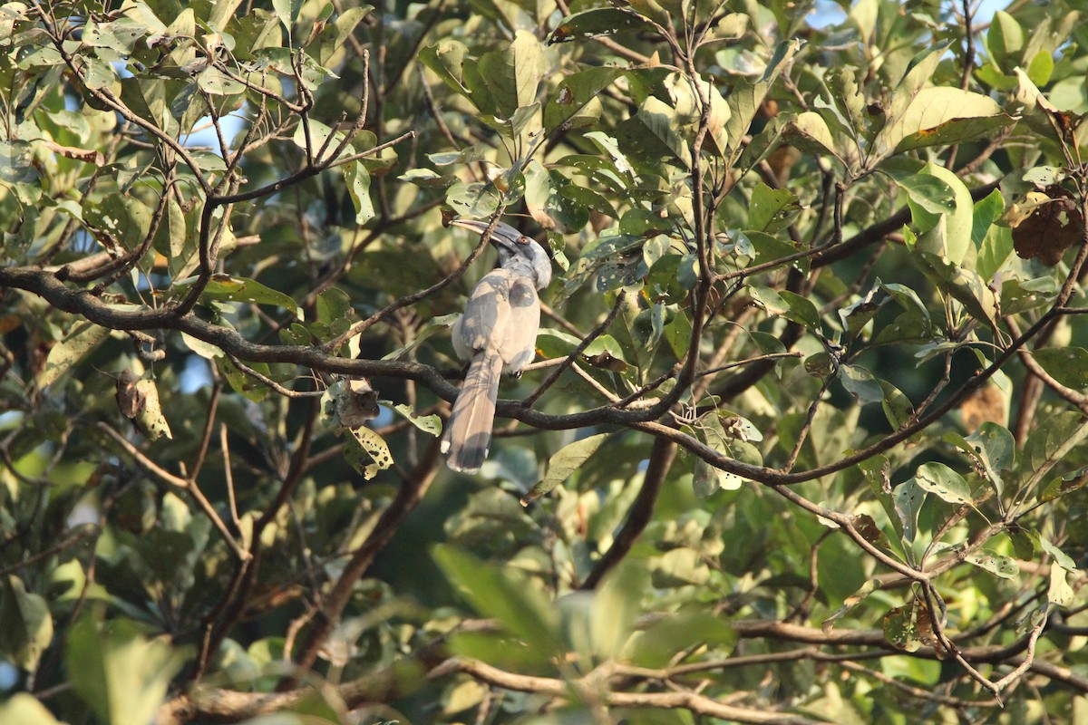 Indian Gray Hornbill - Praveen  Kumar