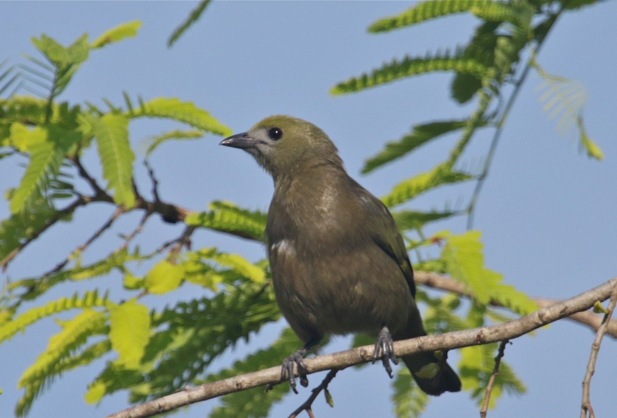 Palm Tanager - Gil Ewing