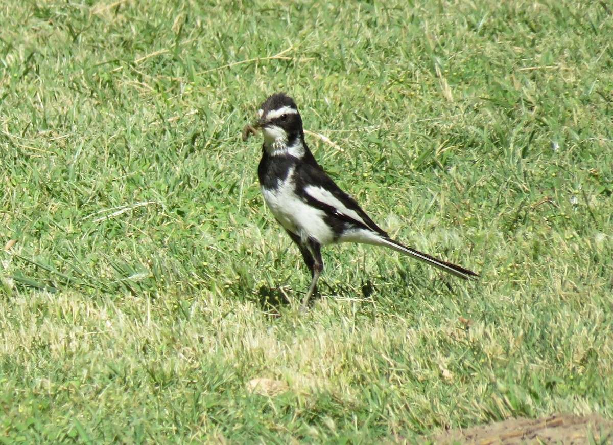 African Pied Wagtail - Brad Arthur