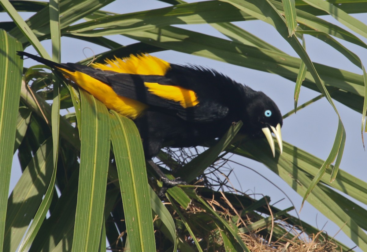 Yellow-rumped Cacique - Gil Ewing