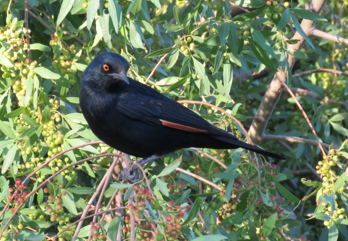 Pale-winged Starling - ML123204711