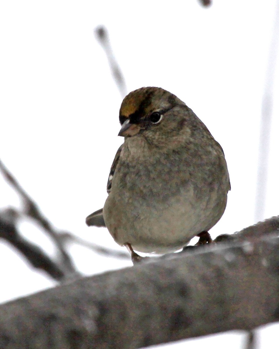 Golden-crowned Sparrow - Cynthia Bridge