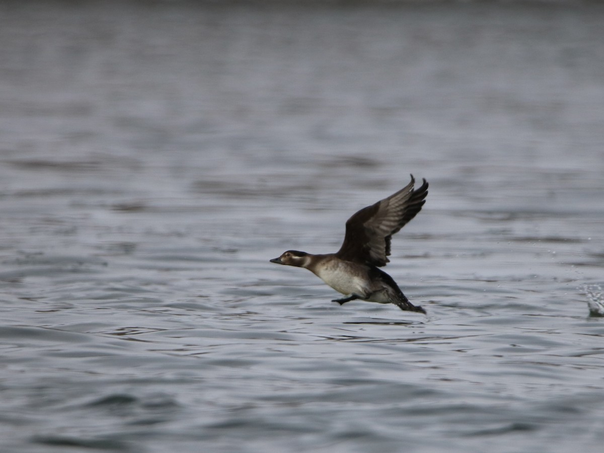 Long-tailed Duck - ML123210261