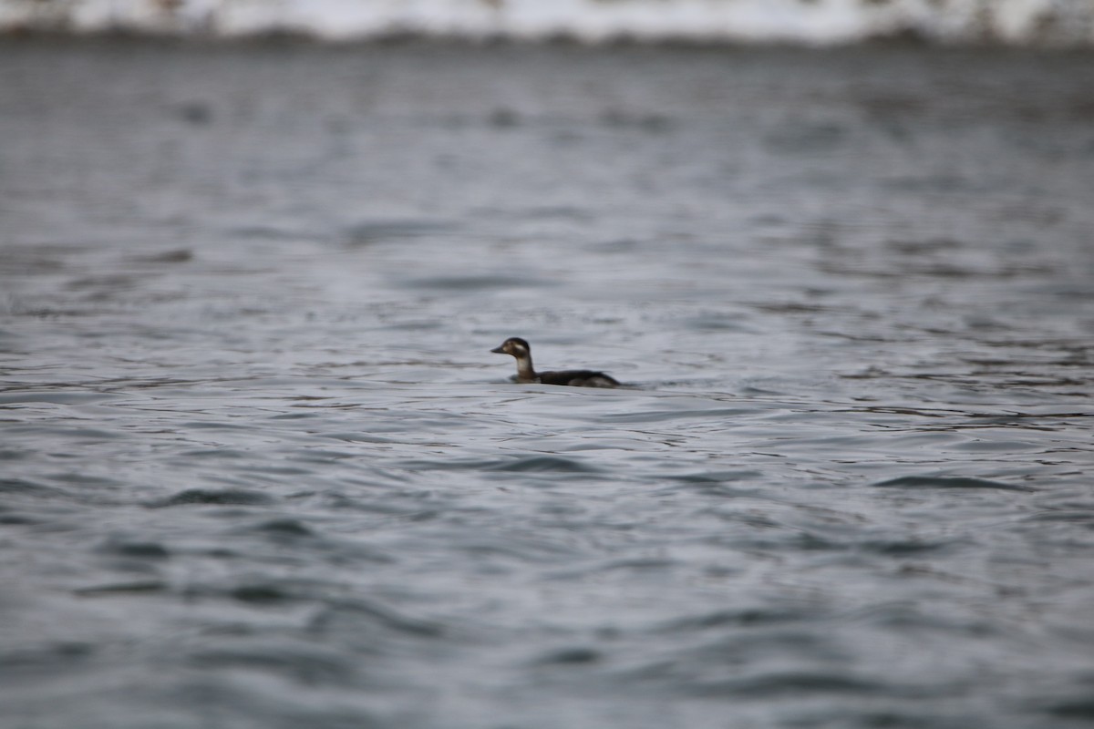 Long-tailed Duck - ML123210381