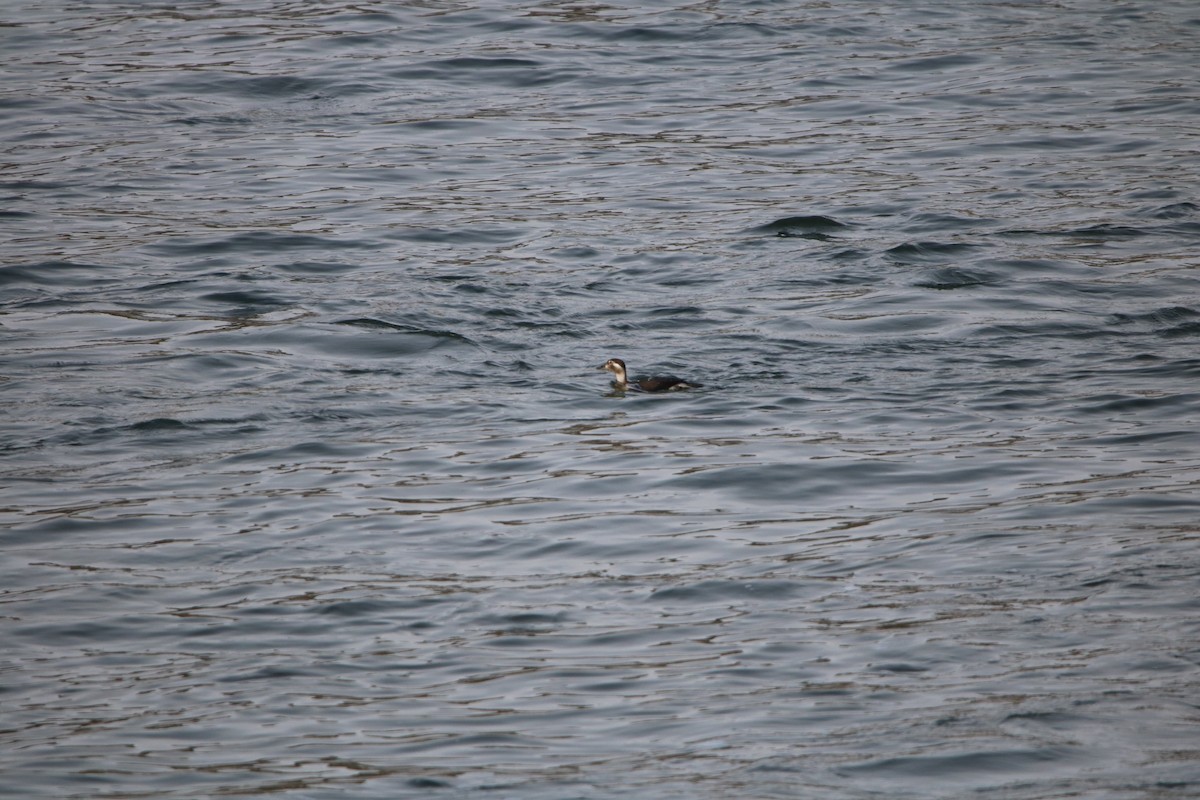 Long-tailed Duck - ML123210451