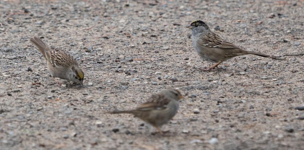 Golden-crowned Sparrow - Becca Engdahl