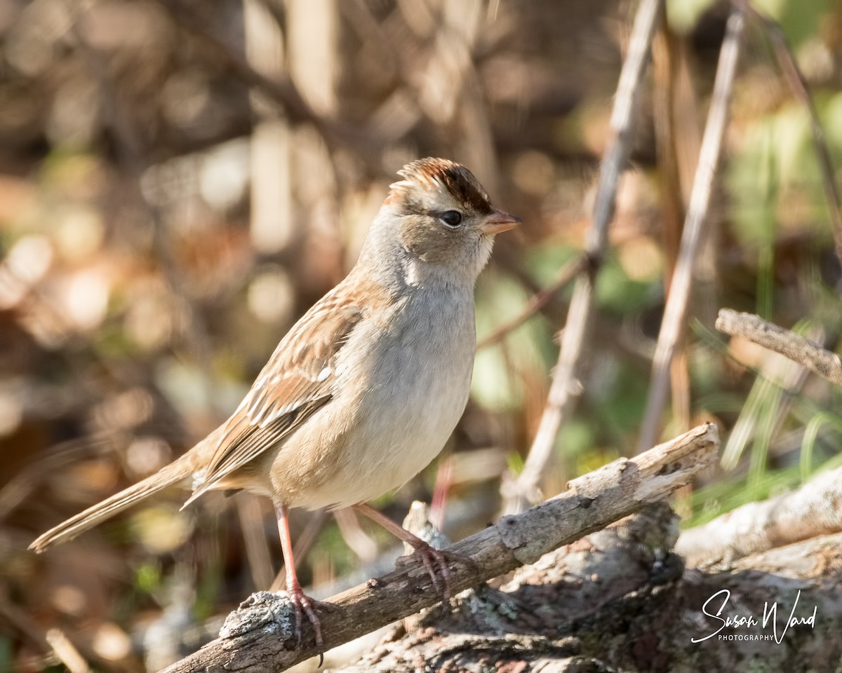 White-crowned Sparrow - Susan Logan Ward