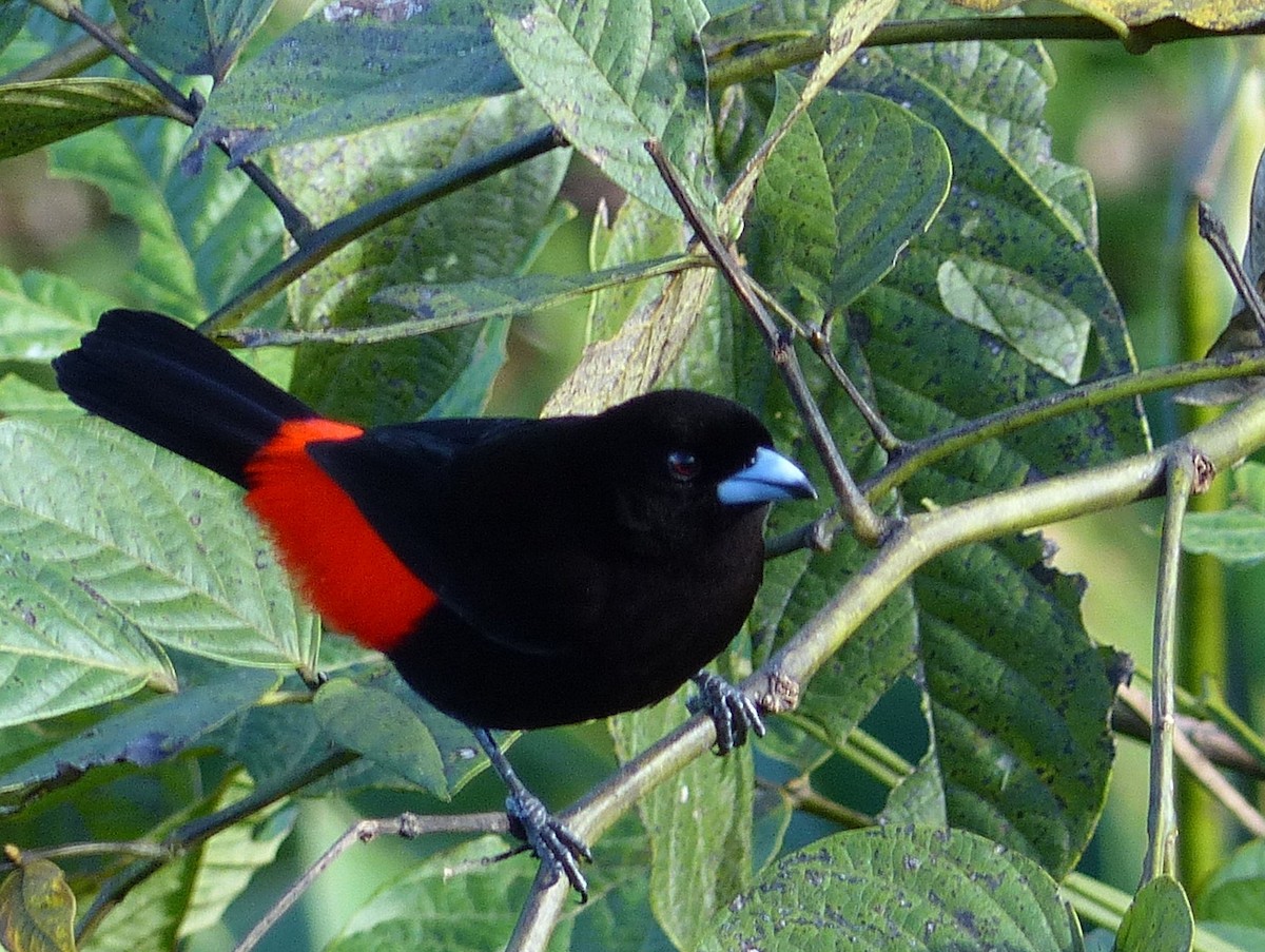 Scarlet-rumped Tanager (Passerini's) - ML123214601