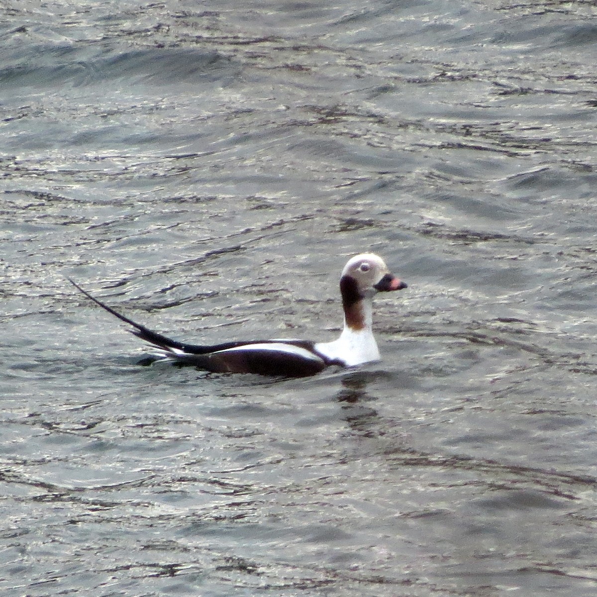 Long-tailed Duck - Charlotte Bill