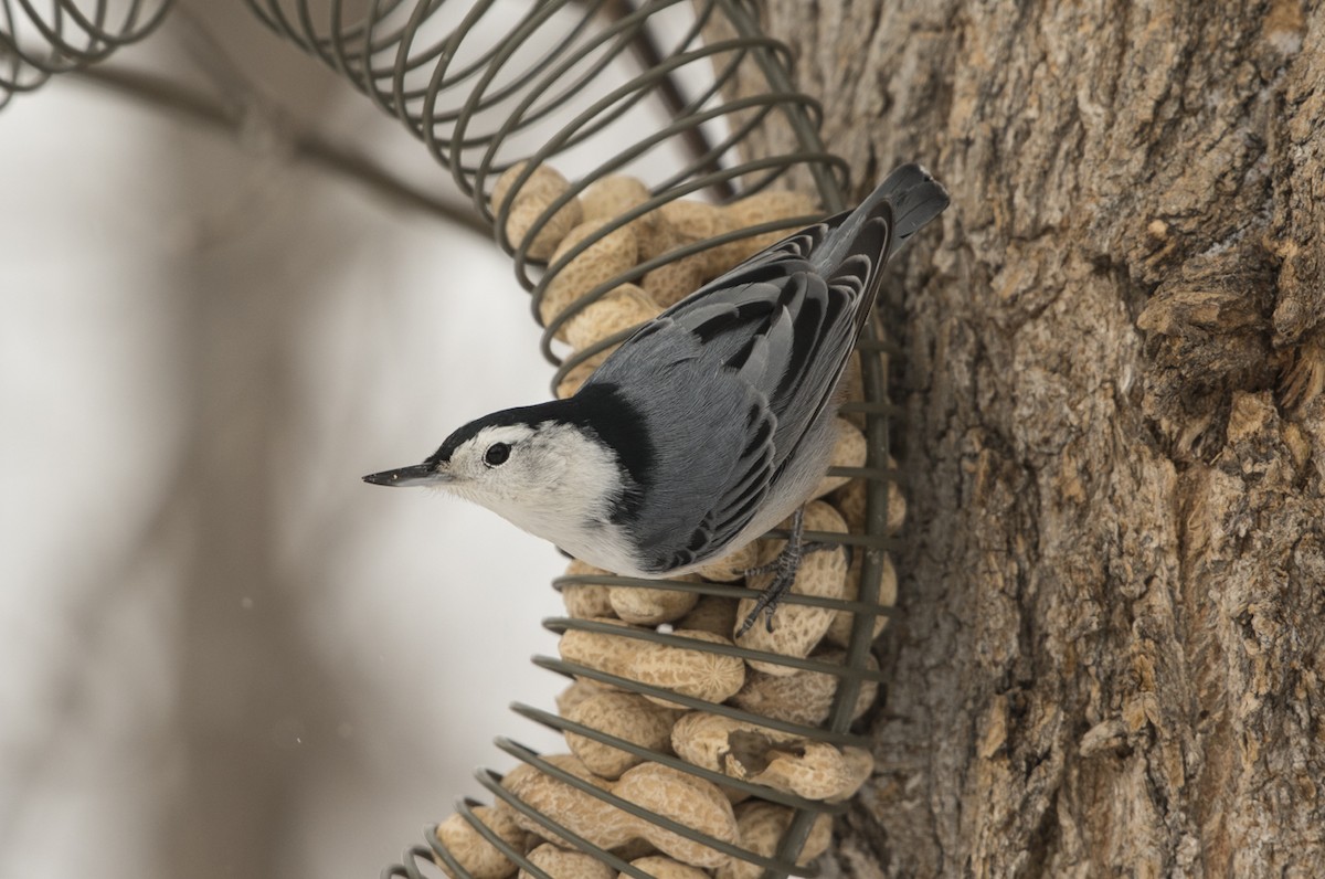 White-breasted Nuthatch - Annie McLeod