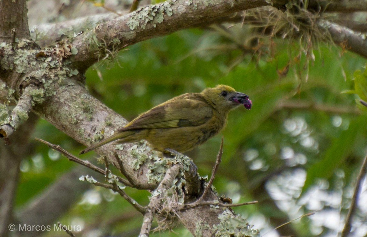 Palm Tanager - ML123226231