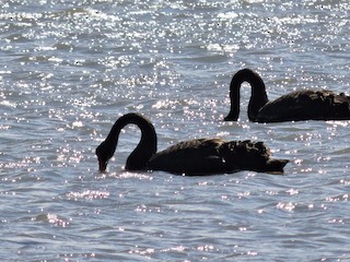 Black Swan, ML123227141