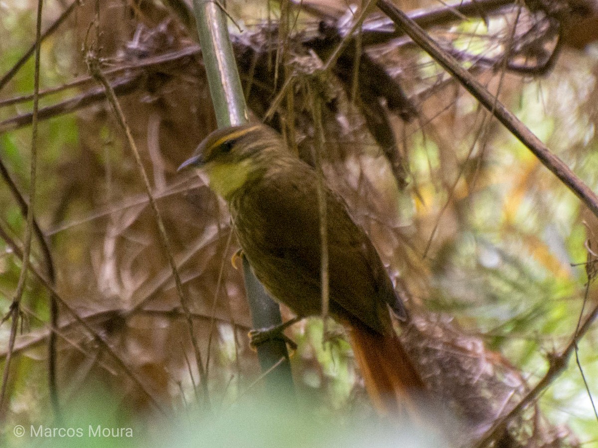 Buff-browed Foliage-gleaner - Marcos Moura